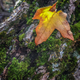 Illustration for article titled 76 Stunning Photos Of Fall Leaves